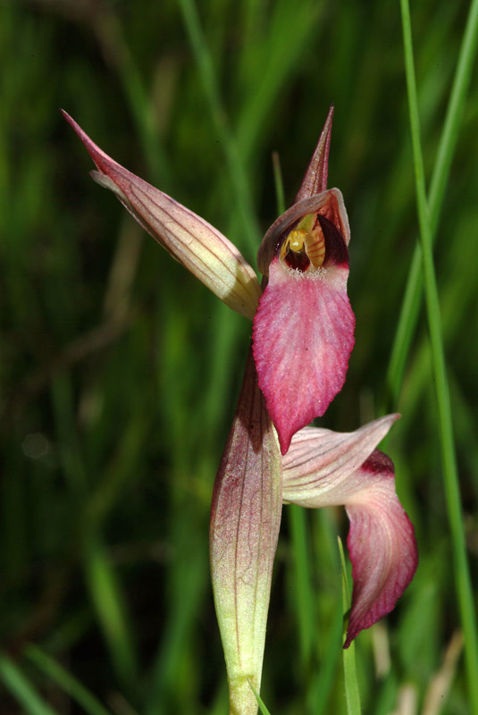 Livorno - Valle Benedetta - 6 specie di orchidee 01-05-09